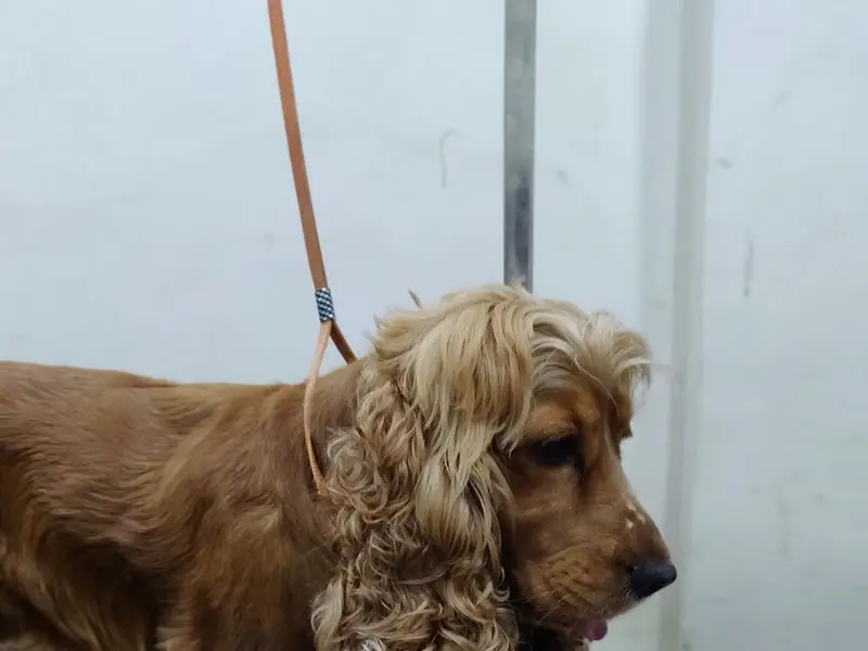Bath & Barks by Shali, photo 4