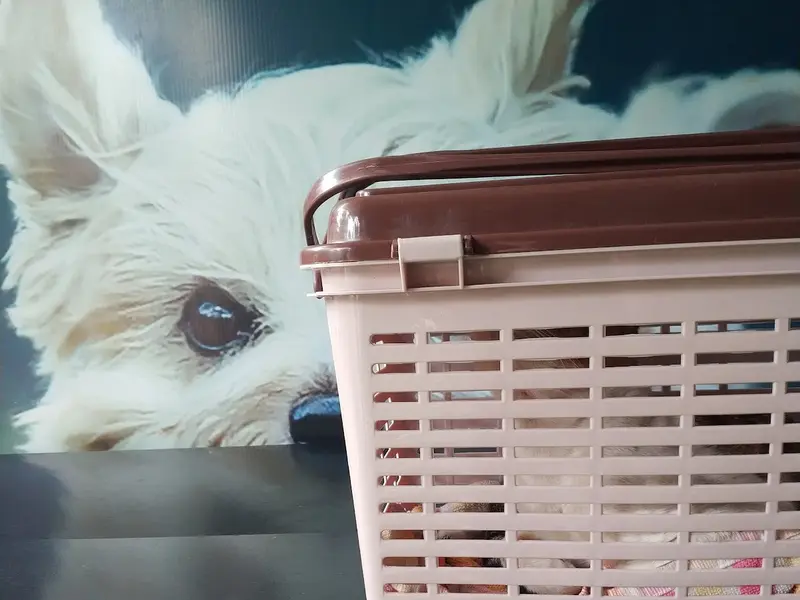 Dr Makarand Chavan’s Dogs & Cats Veterinary Clinic, photo 4