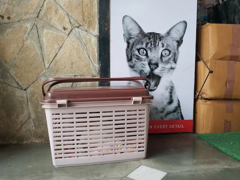 Dr Makarand Chavan’s Dogs & Cats Veterinary Clinic, photo 5