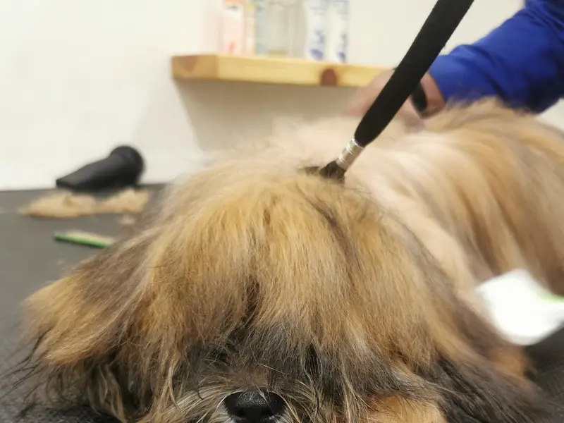 Furry Essentials Pet Salon and Spa, photo 2