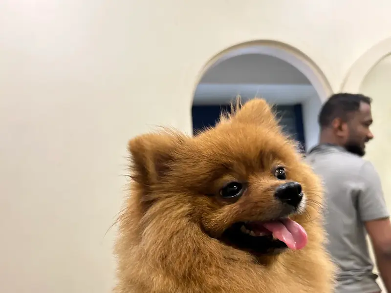 Furry Essentials Pet Salon and Spa, photo 4