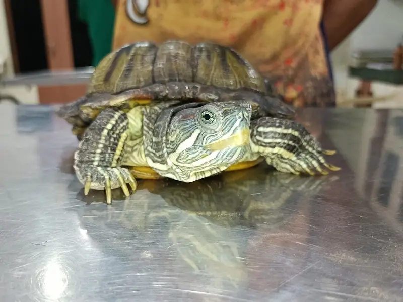 Pet Vet Clinic, photo 3