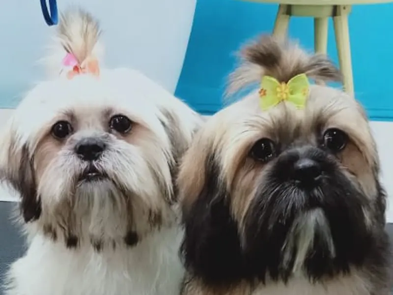 PETS CORNER PARLOUR ,SPA , PETSHOP, photo 5