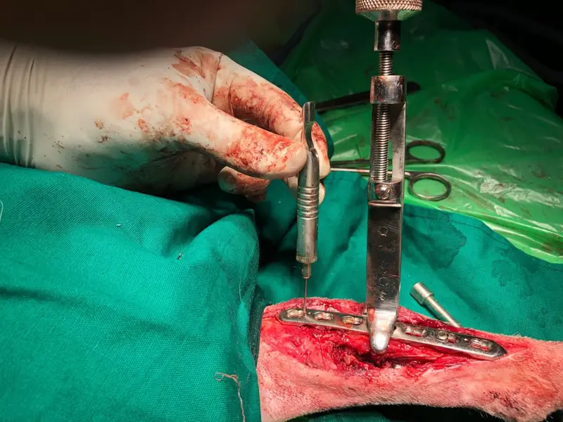 Shivaji Park Animal Clinic & Surgical Care Centre, photo 5