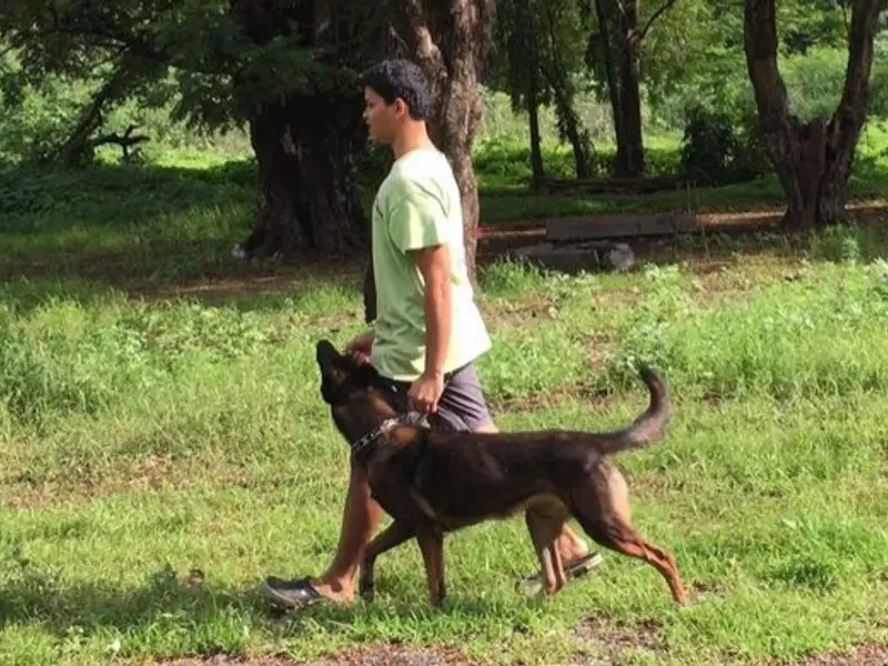 Dog Training Mumbai - Saket Gokhale, photo 2