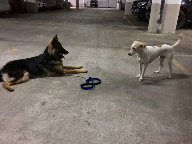 Dog Training Mumbai - Saket Gokhale, photo 4