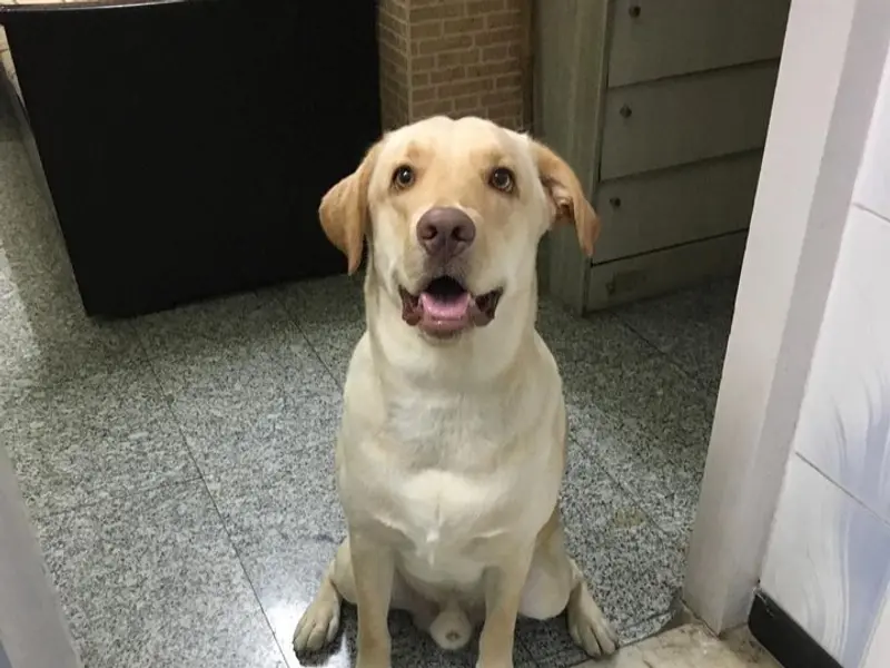 Dog Training Mumbai - Saket Gokhale, photo 5