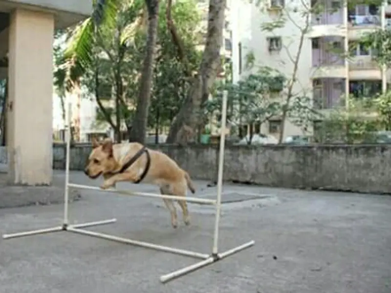 Dog Training Mumbai - Saket Gokhale