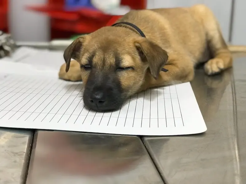 Dr Varsha's Pet's Healthcare & Nutrition, photo 3