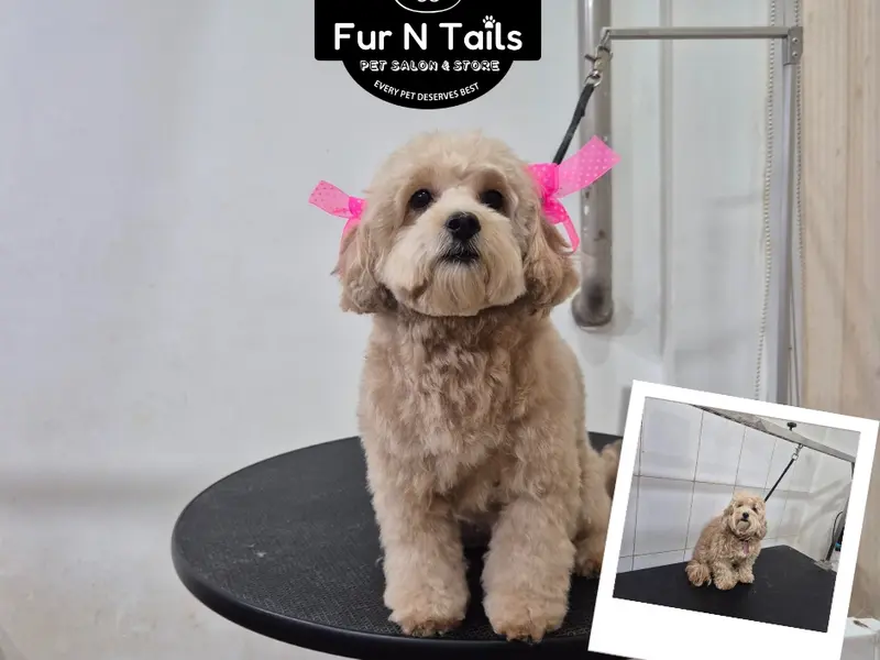 FUR N TAILS PET SHOP & GROOMING SALON, photo 2