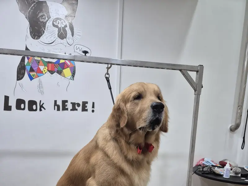 FUR N TAILS PET SHOP & GROOMING SALON, photo 3