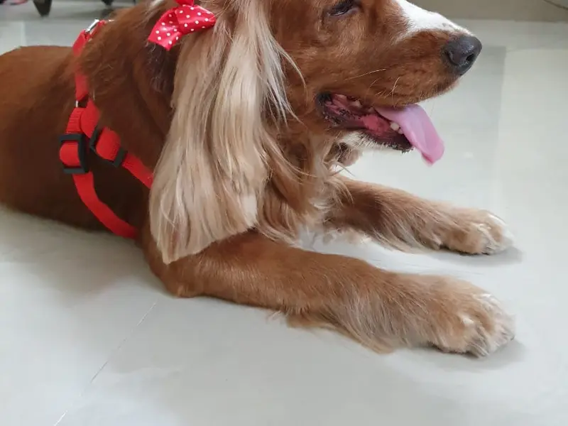 FUR N TAILS PET SHOP & GROOMING SALON, photo 4