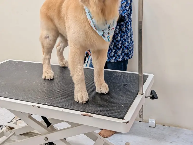 FUR N TAILS PET SHOP & GROOMING SALON, photo 5