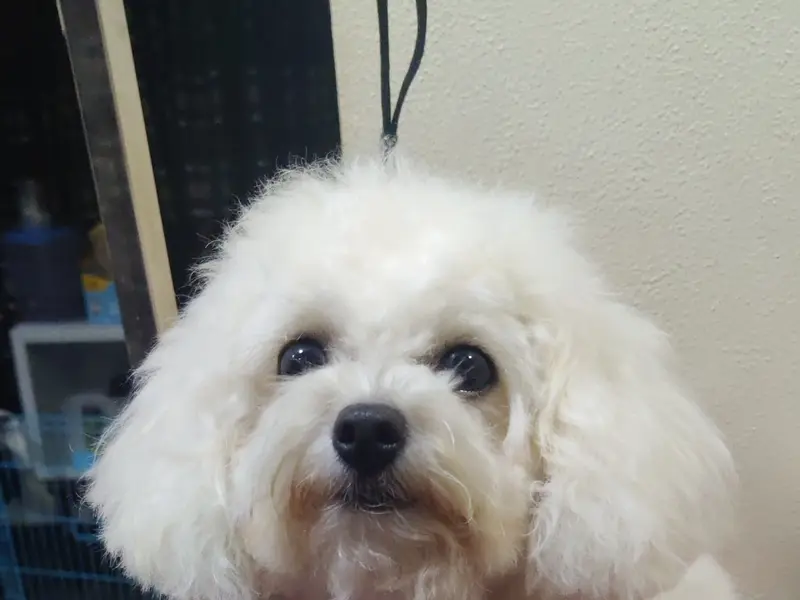 Pet Cuddle home boarding,day care,grooming centre, photo 4