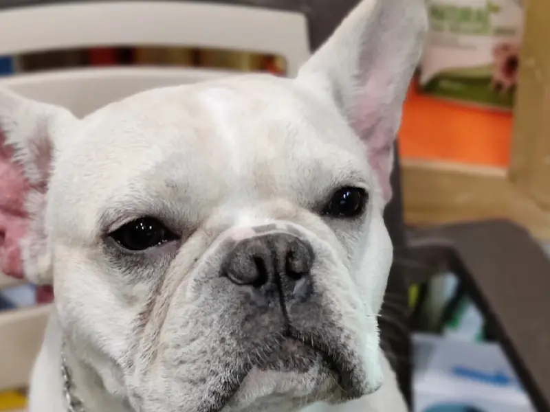 Pet Cuddle home boarding,day care,grooming centre