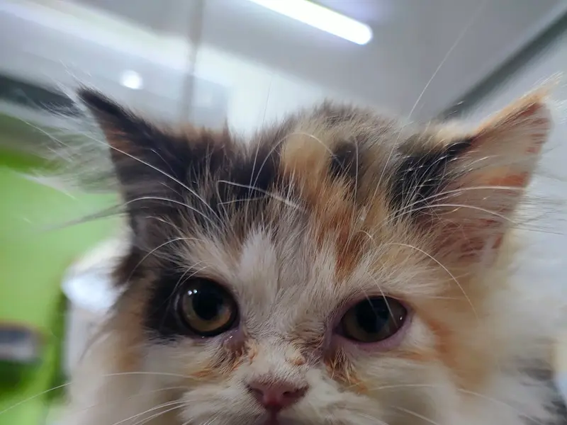 Paw Prints Veterinary Clinic, photo 2