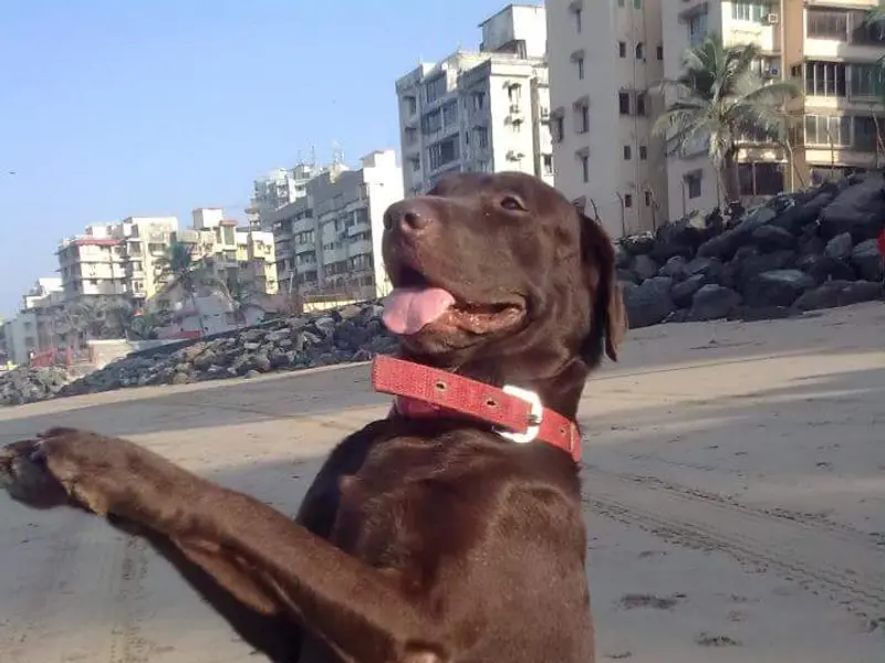 Dog Trainer in Mumbai, photo 2