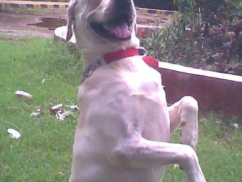 Dog Trainer in Mumbai, photo 3