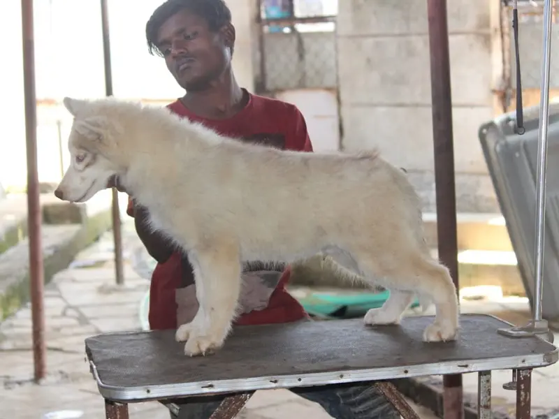 Dog Trainer in Mumbai, photo 4