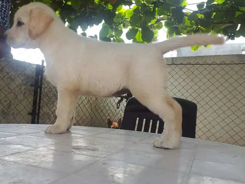 Dog Trainer in Mumbai, photo 5
