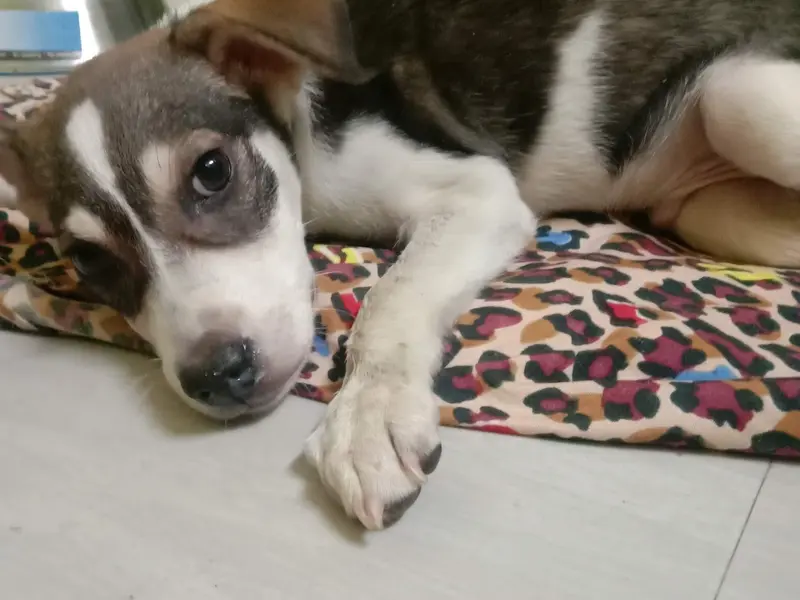Mattu's Foster Care & Pet Boarding, photo 3