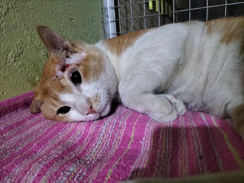 Mattu's Foster Care & Pet Boarding, photo 5