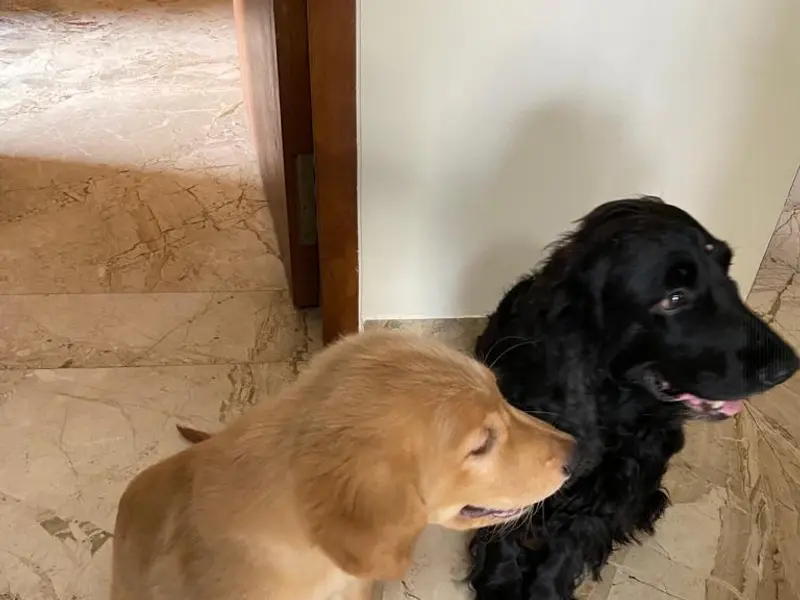 Ricky's Dog Training, photo 4