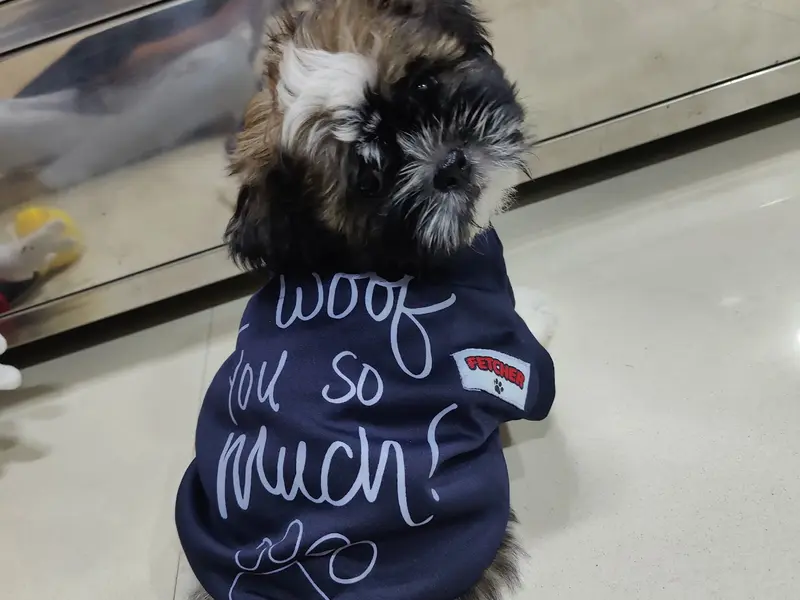 Ricky's Dog Training, photo 5