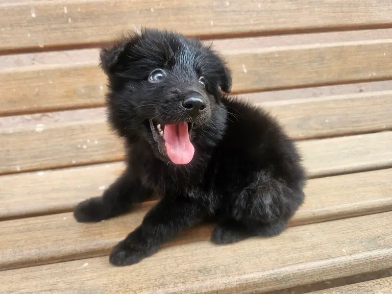 Mumbai pet point, photo 4