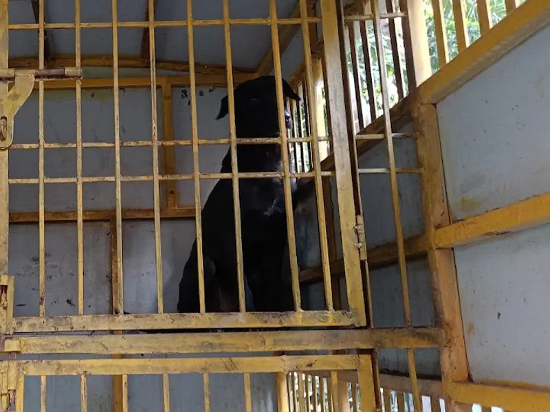 Rroaming Paws FOUNDATION, photo 5