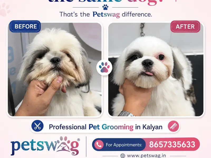 Petswag | Pet Grooming Salon & Pet Grooming Academy | Dog Cat Groomers | Kalyan, photo 2