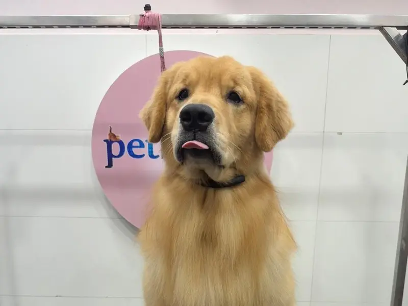 Petswag | Pet Grooming Salon & Pet Grooming Academy | Dog Cat Groomers | Kalyan, photo 3