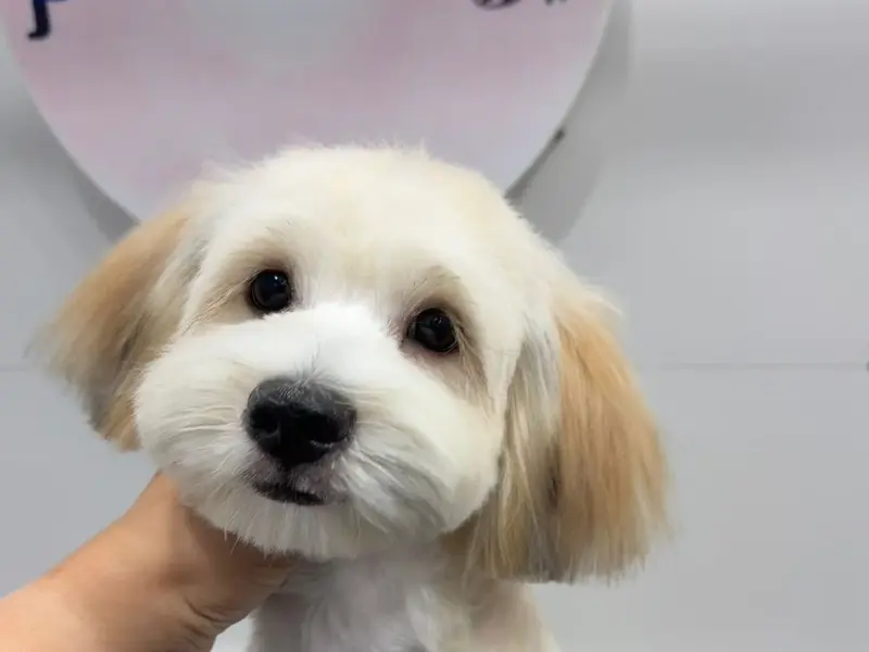 Petswag | Pet Grooming Salon & Pet Grooming Academy | Dog Cat Groomers | Kalyan, photo 4