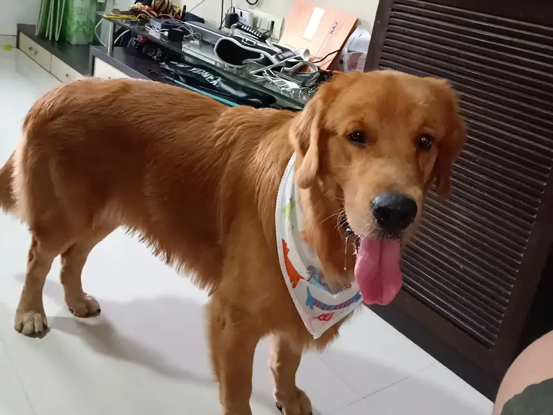 Petswag | Pet Grooming Salon & Pet Grooming Academy | Dog Cat Groomers | Kalyan, photo 5