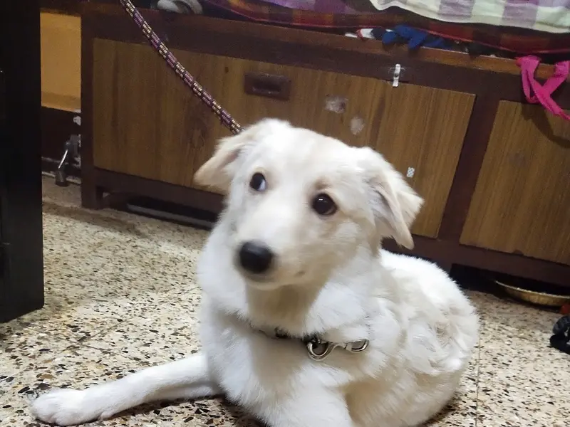DR. UKALE'S PET HEALTH CLINIC (उकले पेट हेल्थ क्लिनिक), photo 3