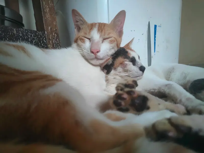 DR. UKALE'S PET HEALTH CLINIC (उकले पेट हेल्थ क्लिनिक), photo 4