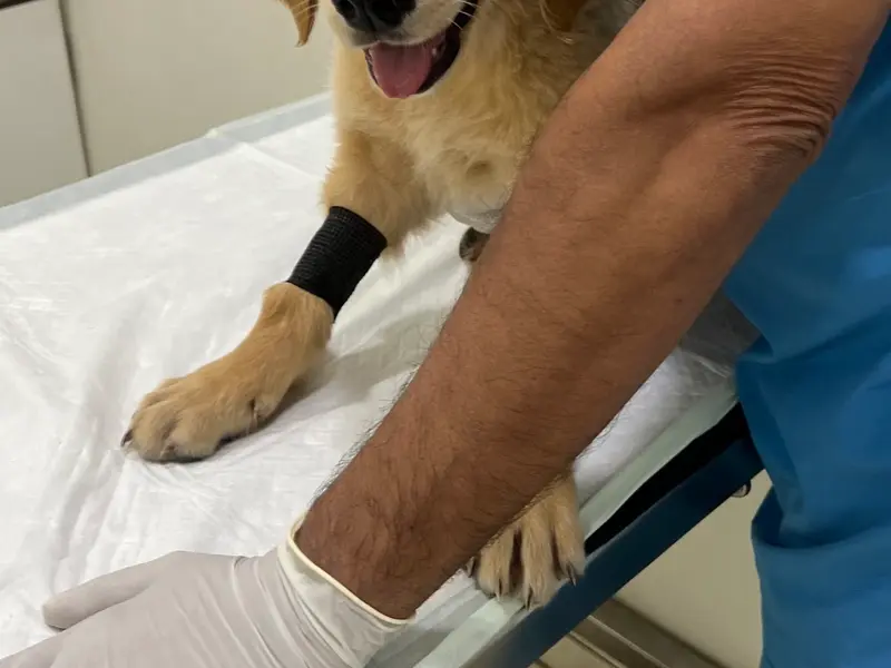 Crown Vet Khar, photo 5