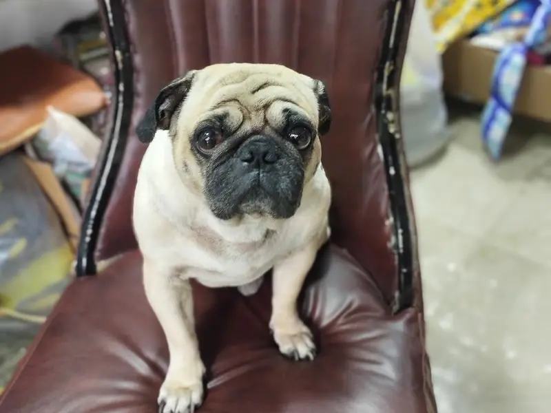 Just For Pets, photo 3
