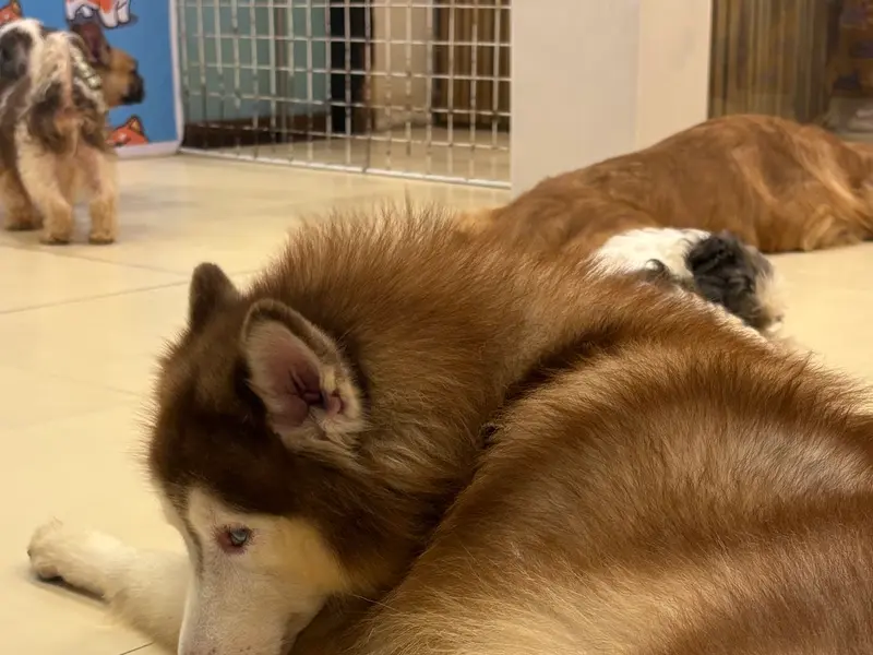 Puppy Cuddles Dog Café, photo 3