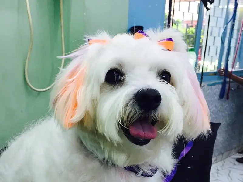 Tailwaggers Pet Salon, photo 3