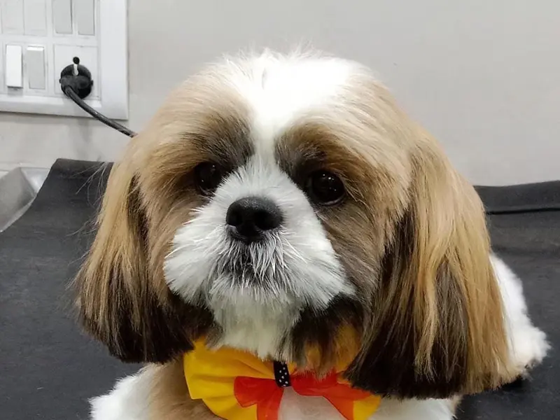 Tailwaggers Pet Salon