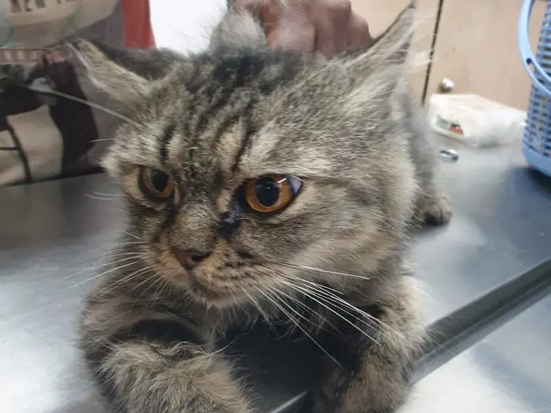 Urban paws pet clinic, photo 5