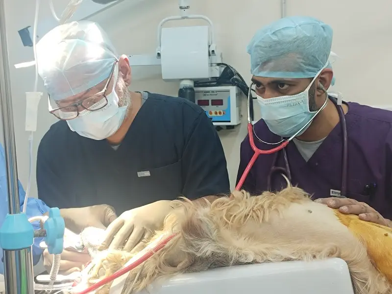 Zigly Petcare 24x7 Multi-Speciality Pet Hospital I Small Animal Clinic & Surgical Center, photo 2