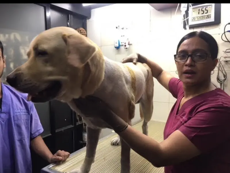 Zigly Petcare 24x7 Multi-Speciality Pet Hospital I Small Animal Clinic & Surgical Center, photo 4