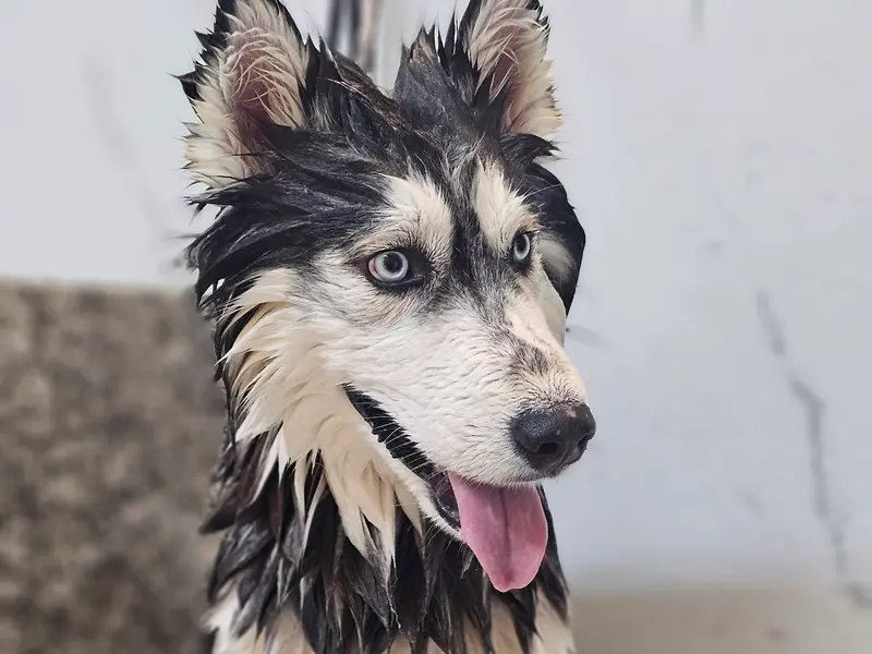 A'S PET SALON | Awarded Pet Groomer in Kharghar, photo 2