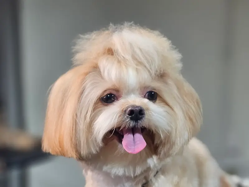 A'S PET SALON | Awarded Pet Groomer in Kharghar, photo 3
