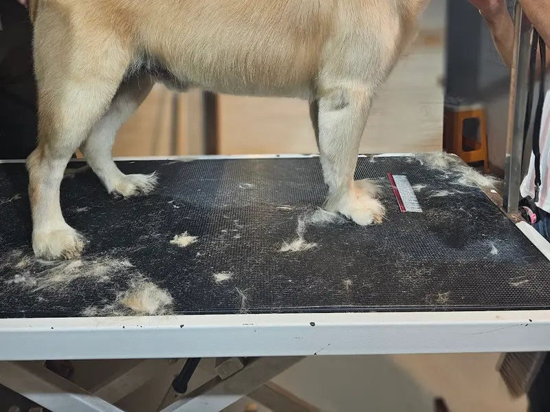 A'S PET SALON | Awarded Pet Groomer in Kharghar, photo 4