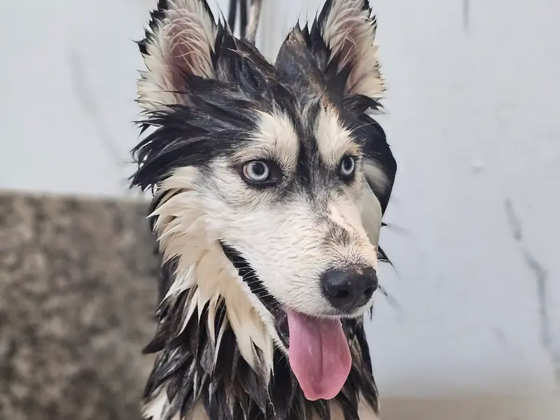 A'S PET SALON | Awarded Pet Groomer in Kharghar, photo 5