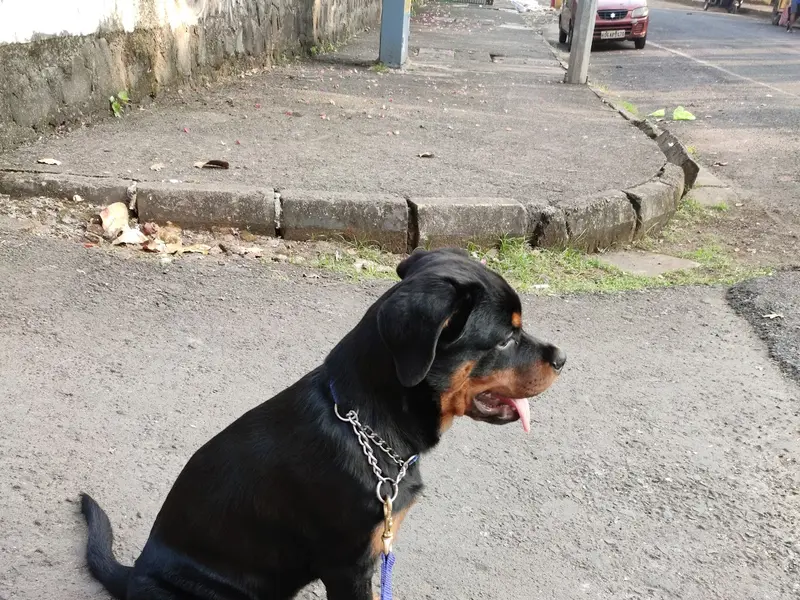 Bagul Pets Dog Training And Walker, photo 2