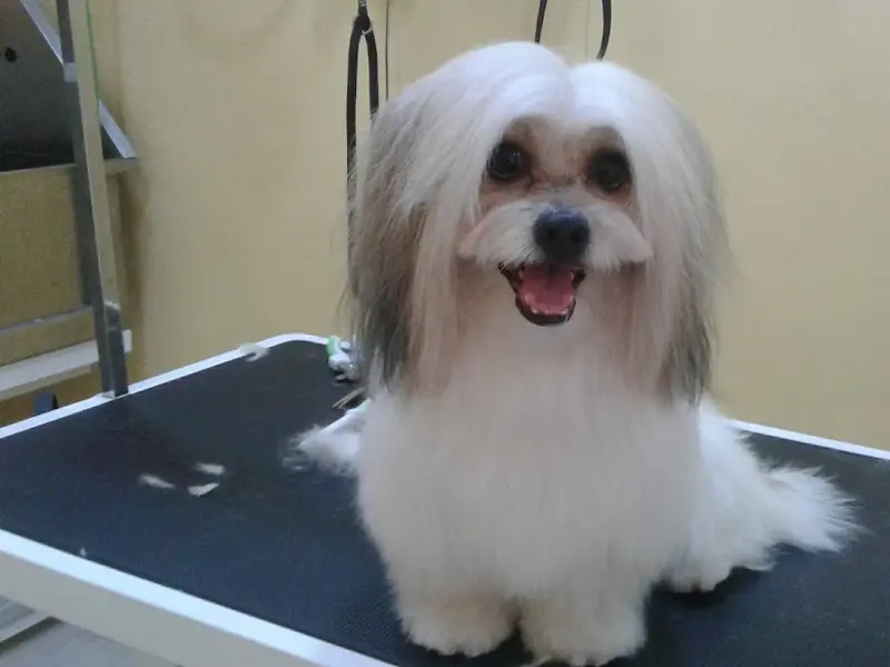 Bagul Pets Dog Training And Walker, photo 3